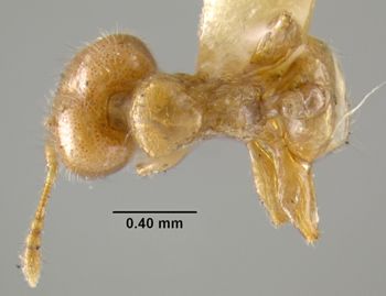 Media type: image;   Entomology 20770 Aspect: habitus dorsal view
